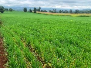 Investment Land for Sale in Laikipia 800 Acre Luxury Conservancy Opportunity3